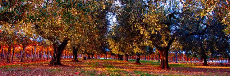header_home_2.JPG